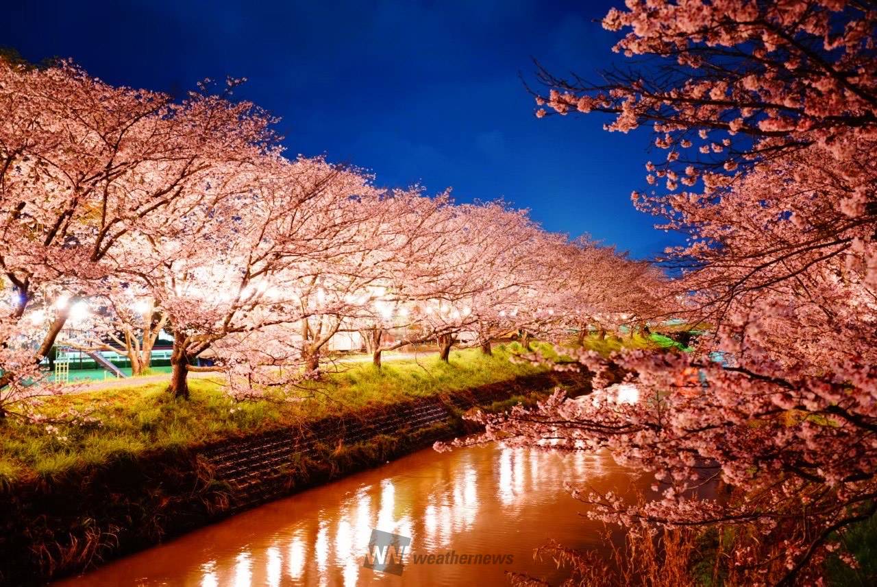 桜絶景写真館 注目の空の写真 ウェザーニュース