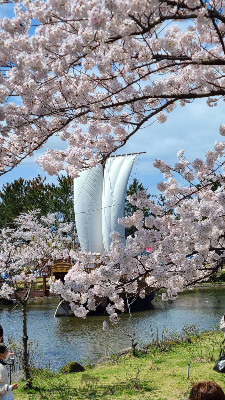 日和山公園の花見・桜情報【2024】｜ウェザーニュース