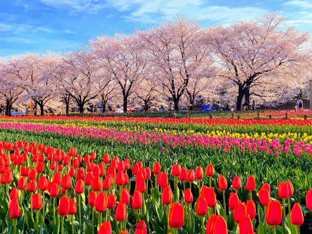 桜絶景写真館 注目の空の写真 ウェザーニュース