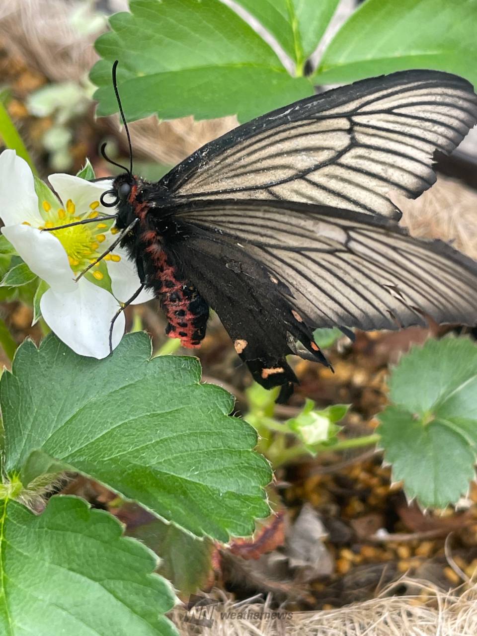 キレイなチョウチョウ 注目の空の写真 ウェザーニュース