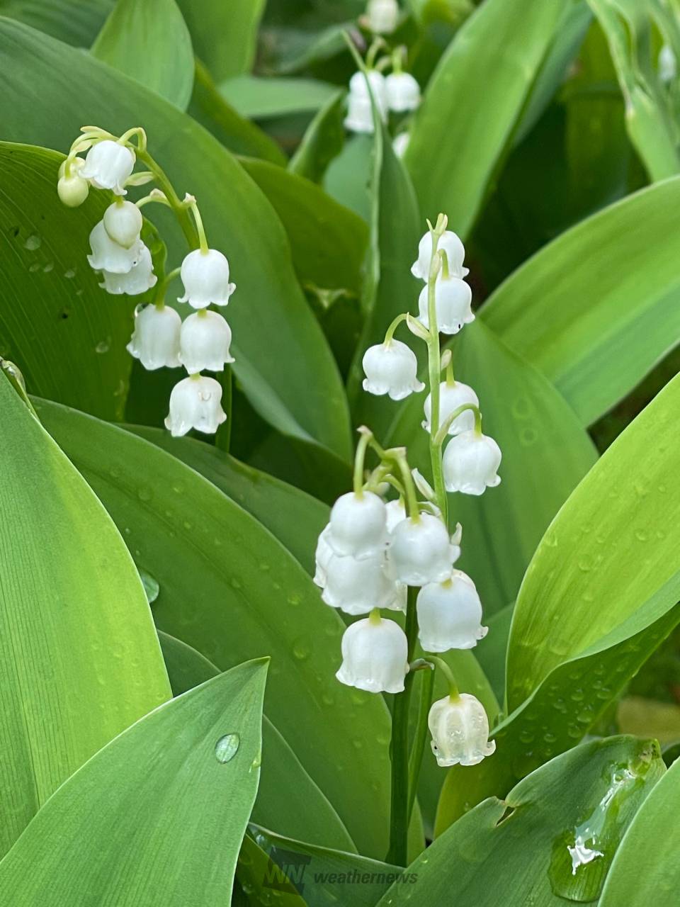 春を彩る白い花 注目の空の写真 ウェザーニュース