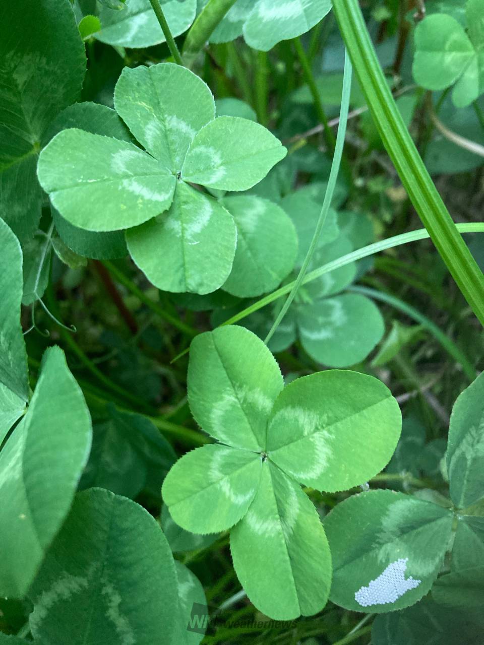 見つけたらラッキー 注目の空の写真 ウェザーニュース