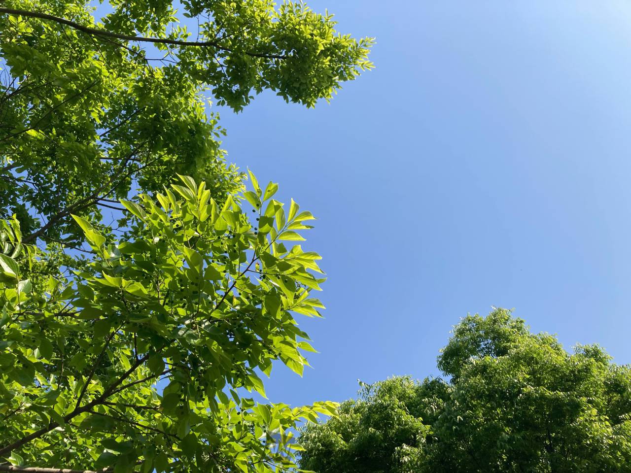 新緑の季節 注目の空の写真 ウェザーニュース