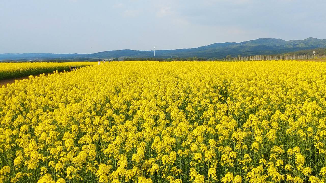 no.077 菜の花yellowとクラックメノウ　一点物 no.077 菜の花yellowとクラックメノウ一点物