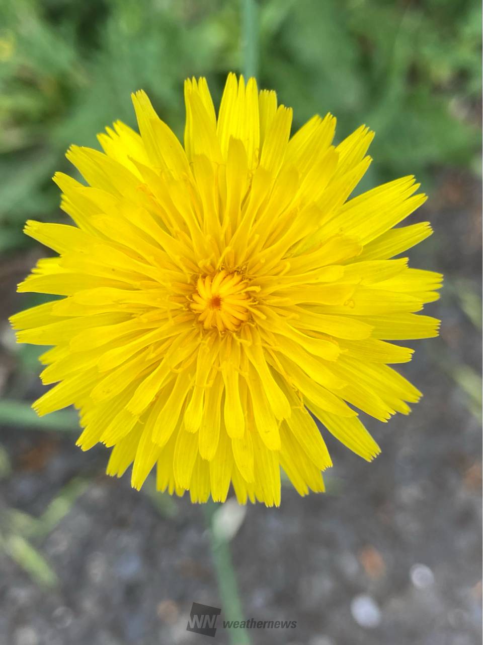 黄色い花を集めよう 注目の空の写真 ウェザーニュース