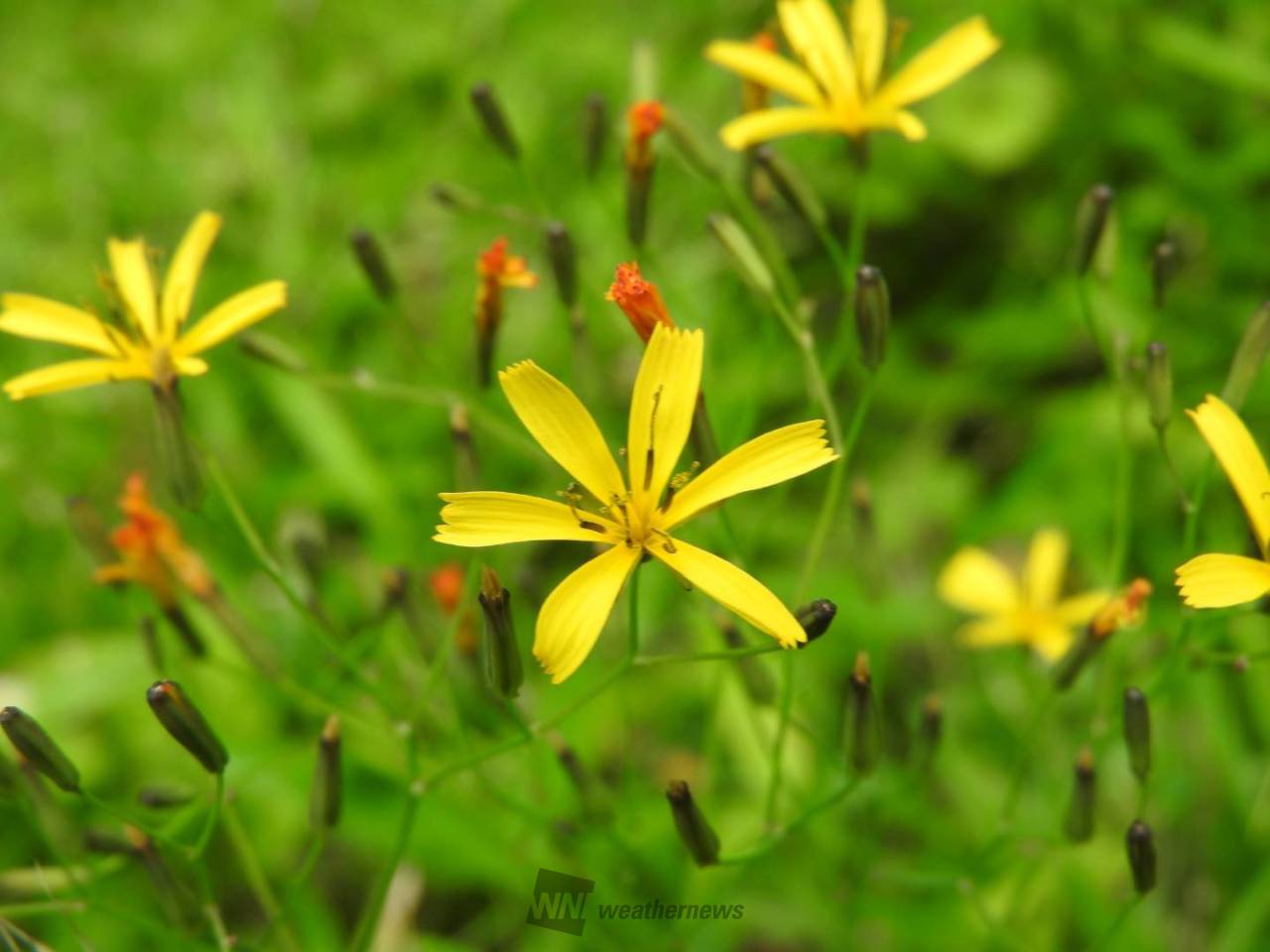 黄色い花を集めよう 注目の空の写真 ウェザーニュース