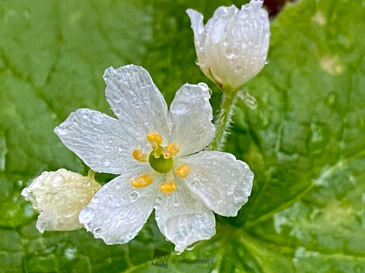 雨水滴る草花 注目の空の写真 ウェザーニュース