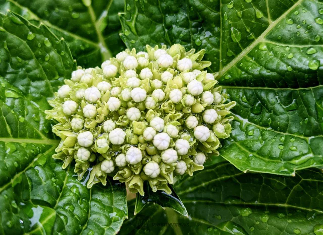 早くも紫陽花色付く 注目の空の写真 ウェザーニュース