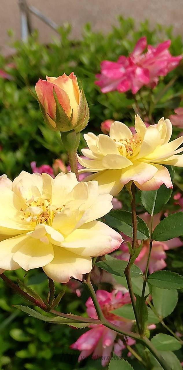 美しく咲くバラ 注目の空の写真 ウェザーニュース