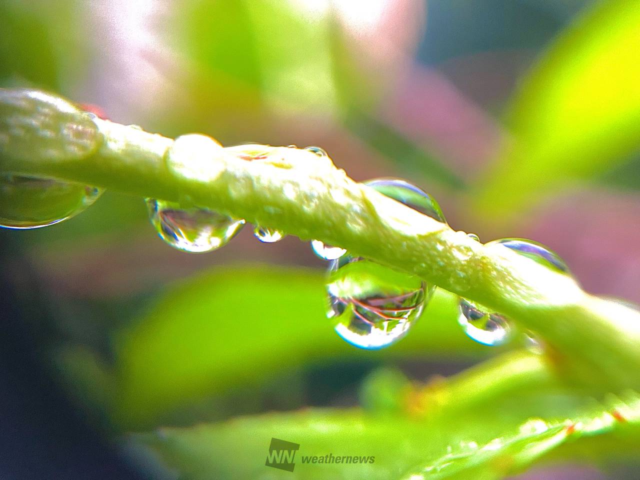 雫が滴る草花 注目の空の写真 ウェザーニュース