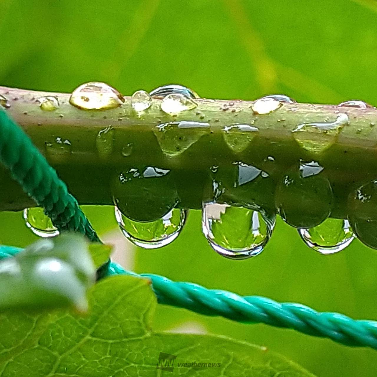 雫が滴る草花 注目の空の写真 ウェザーニュース