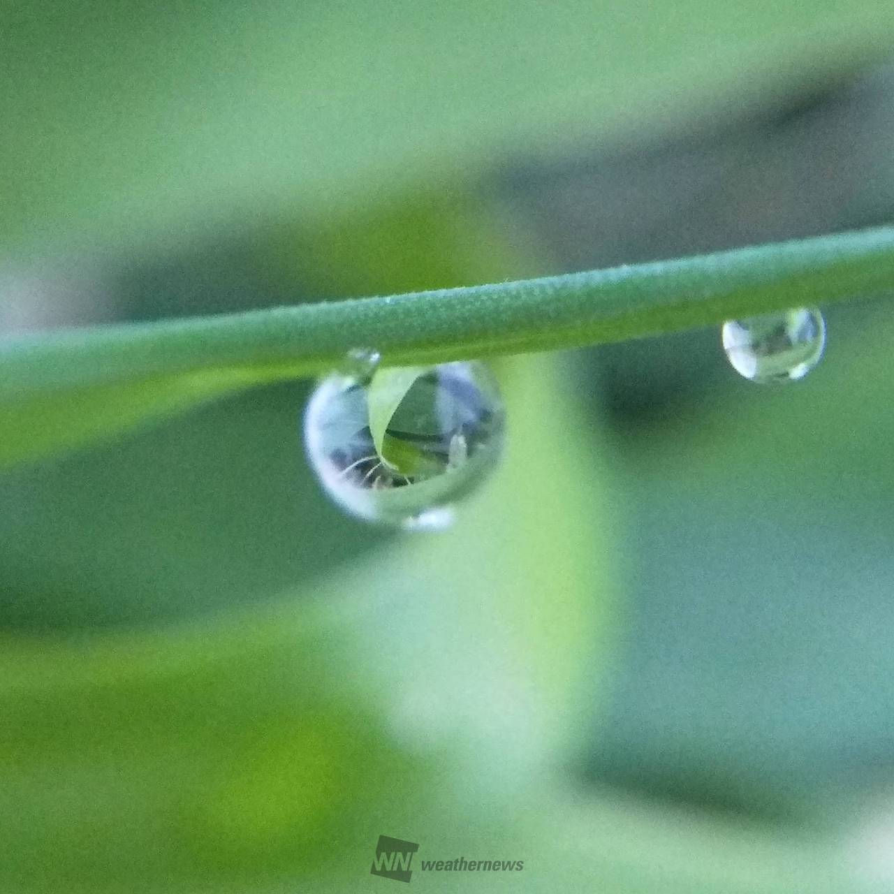 たっぷりの雫 注目の空の写真 ウェザーニュース