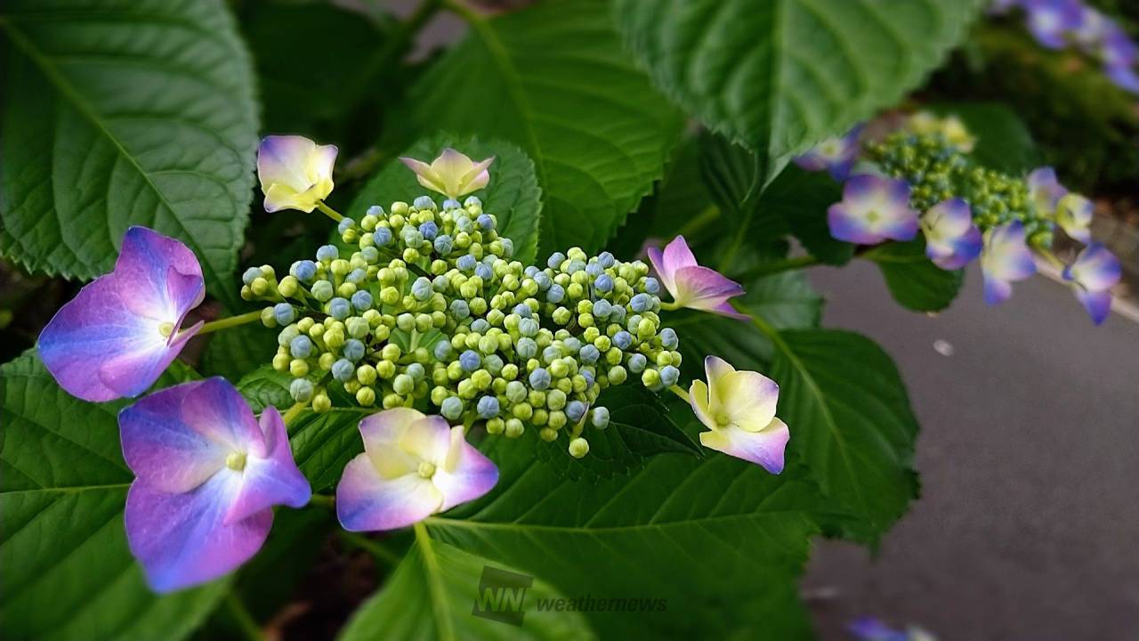 東京であじさい開花 注目の空の写真 ウェザーニュース