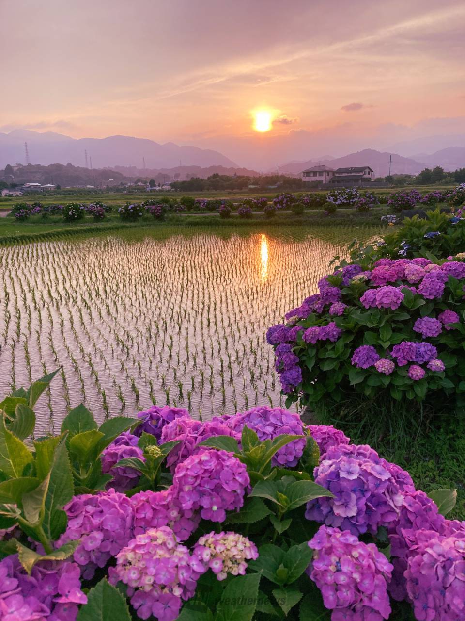 夕焼けタイム 注目の空の写真 ウェザーニュース