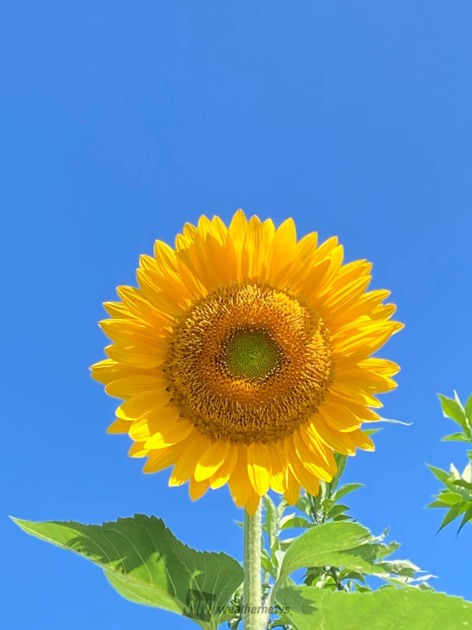 青空 向日葵 注目の空の写真 ウェザーニュース