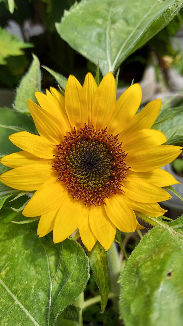 元気に咲くひまわり🌻 注目の空の写真 ウェザーニュース 元気に咲くひまわり🌻 注目の空の写真 ウェザーニュース