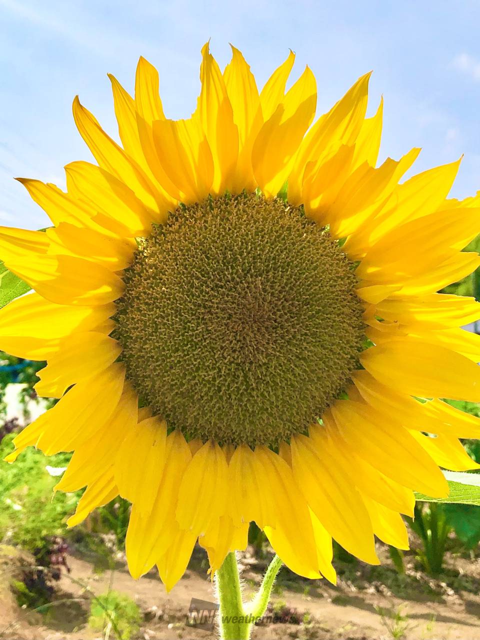 元気に咲くひまわり🌻 注目の空の写真 ウェザーニュース 元気に咲くひまわり🌻 注目の空の写真 ウェザーニュース