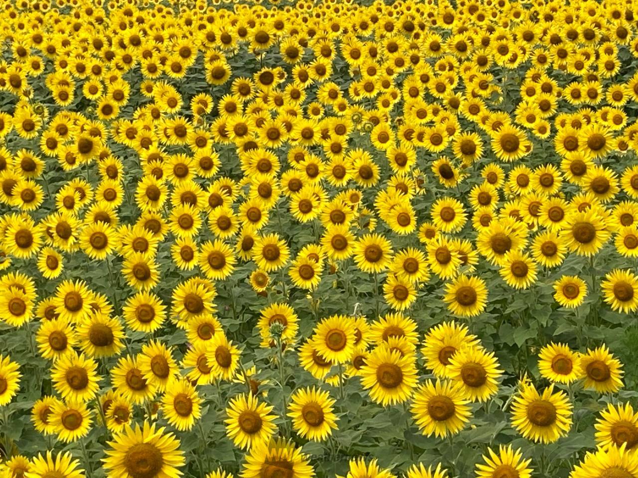 元気に咲くひまわり🌻 注目の空の写真 ウェザーニュース 元気に咲くひまわり🌻 注目の空の写真 ウェザーニュース