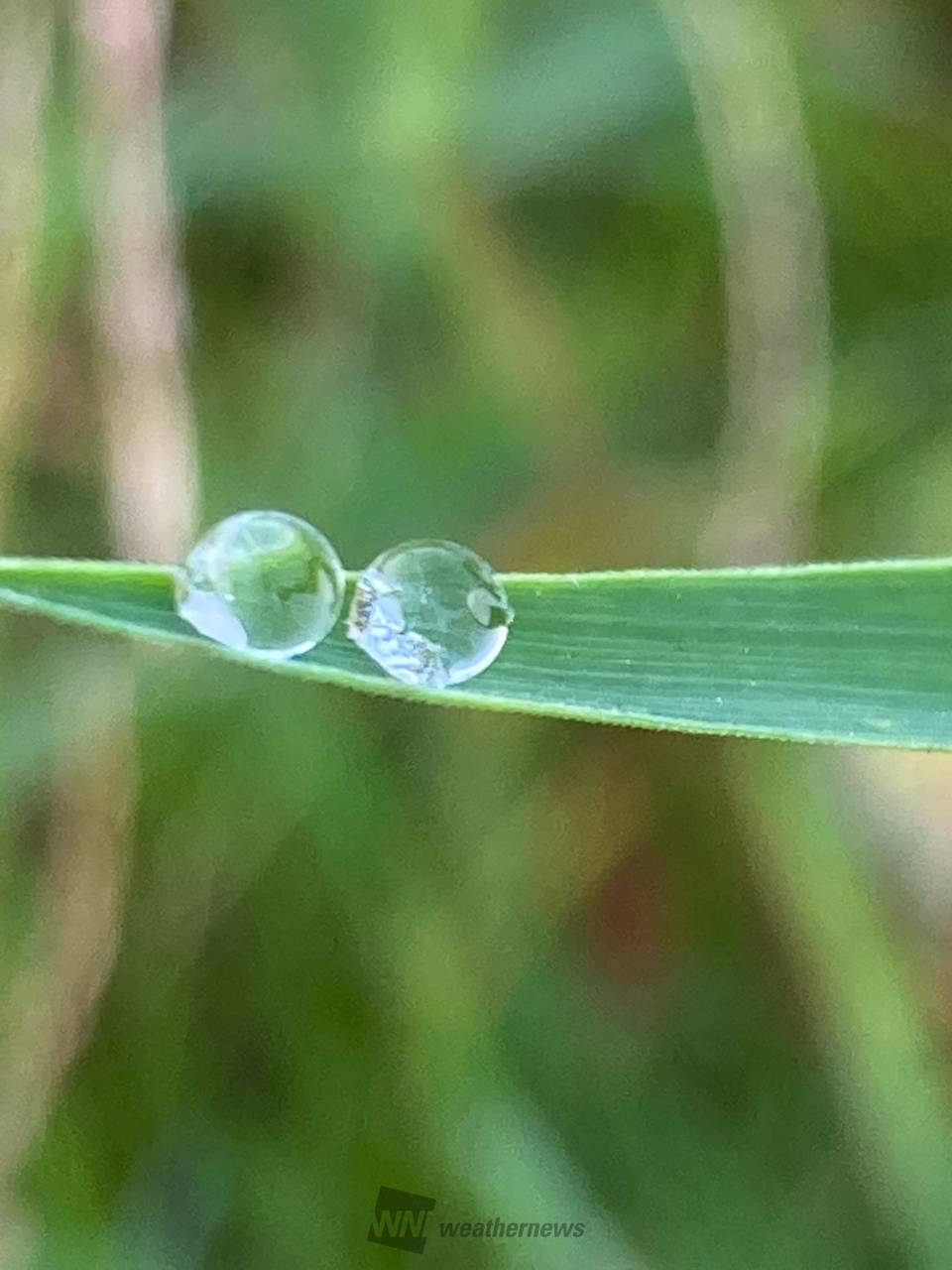 雫がコロリ 注目の空の写真 ウェザーニュース