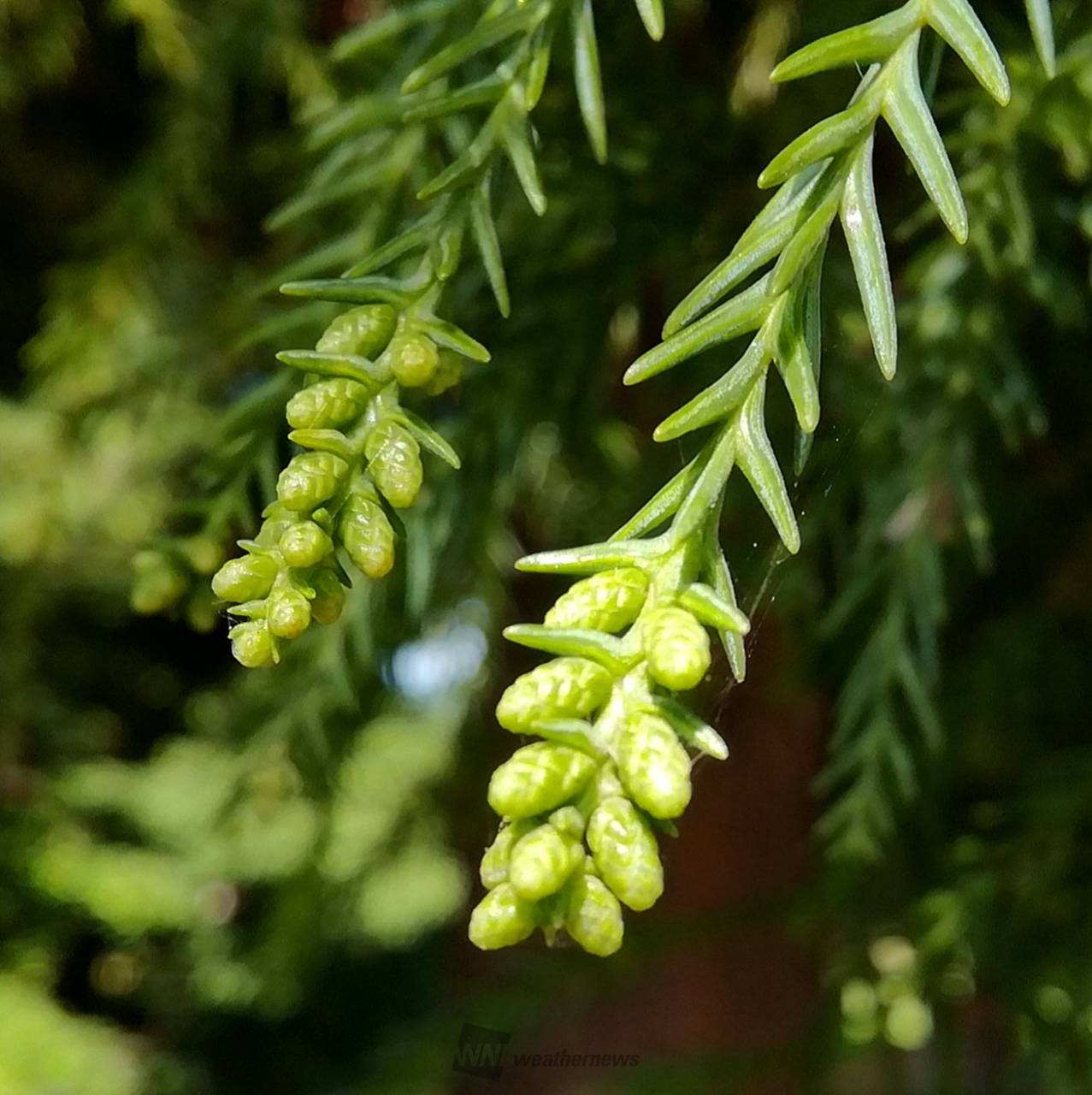 杉の花粉 ③ 値下げ‼️花粉飛散始まる❗️花粉スギ、ヒノキ、抗菌消臭