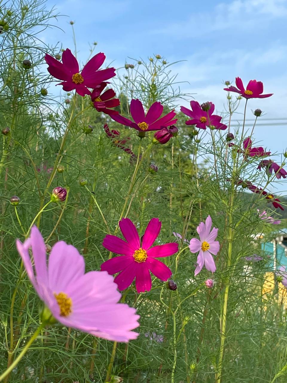 風に揺れる秋桜 注目の空の写真 ウェザーニュース