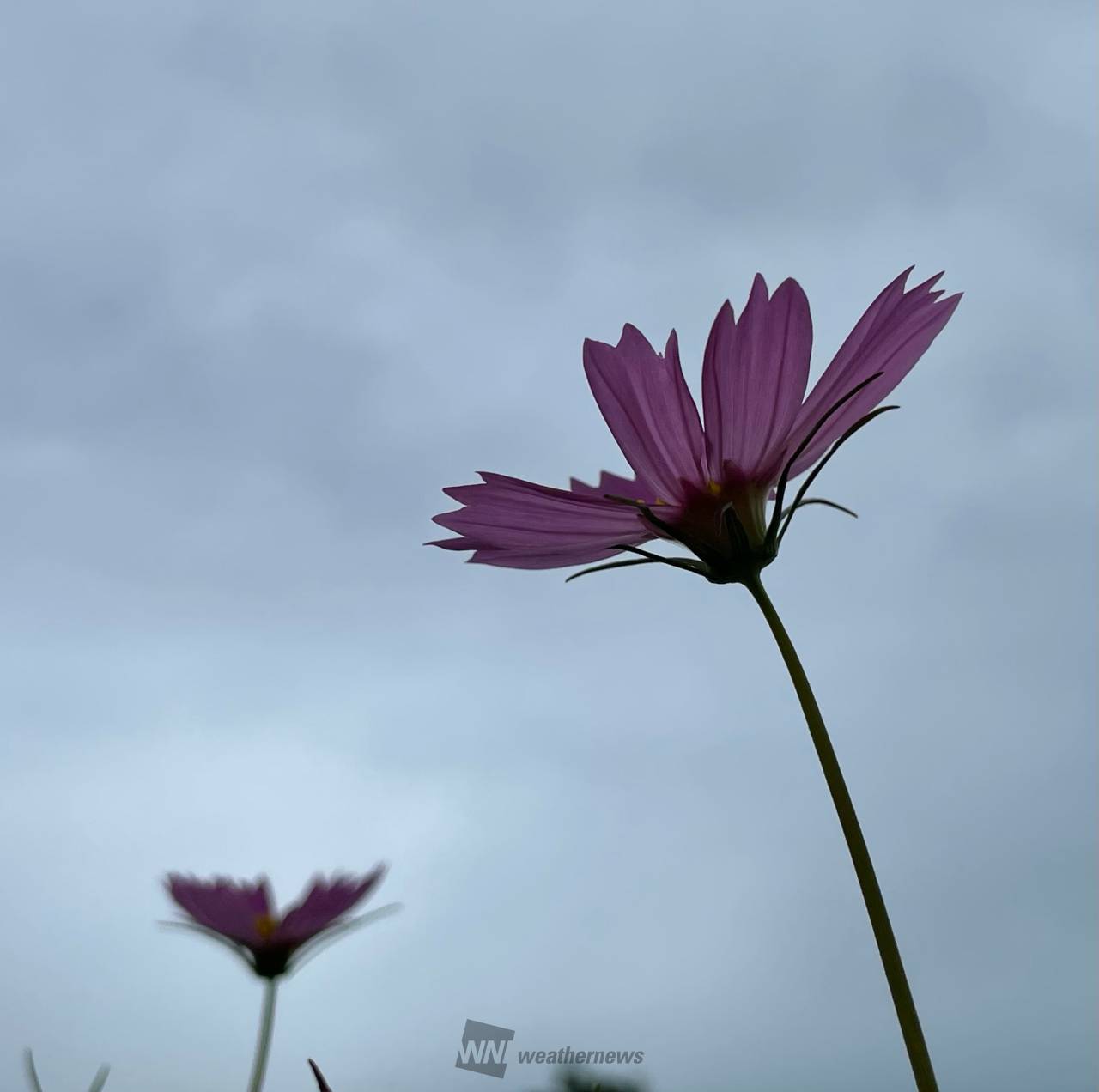風に揺れる秋桜 注目の空の写真 ウェザーニュース