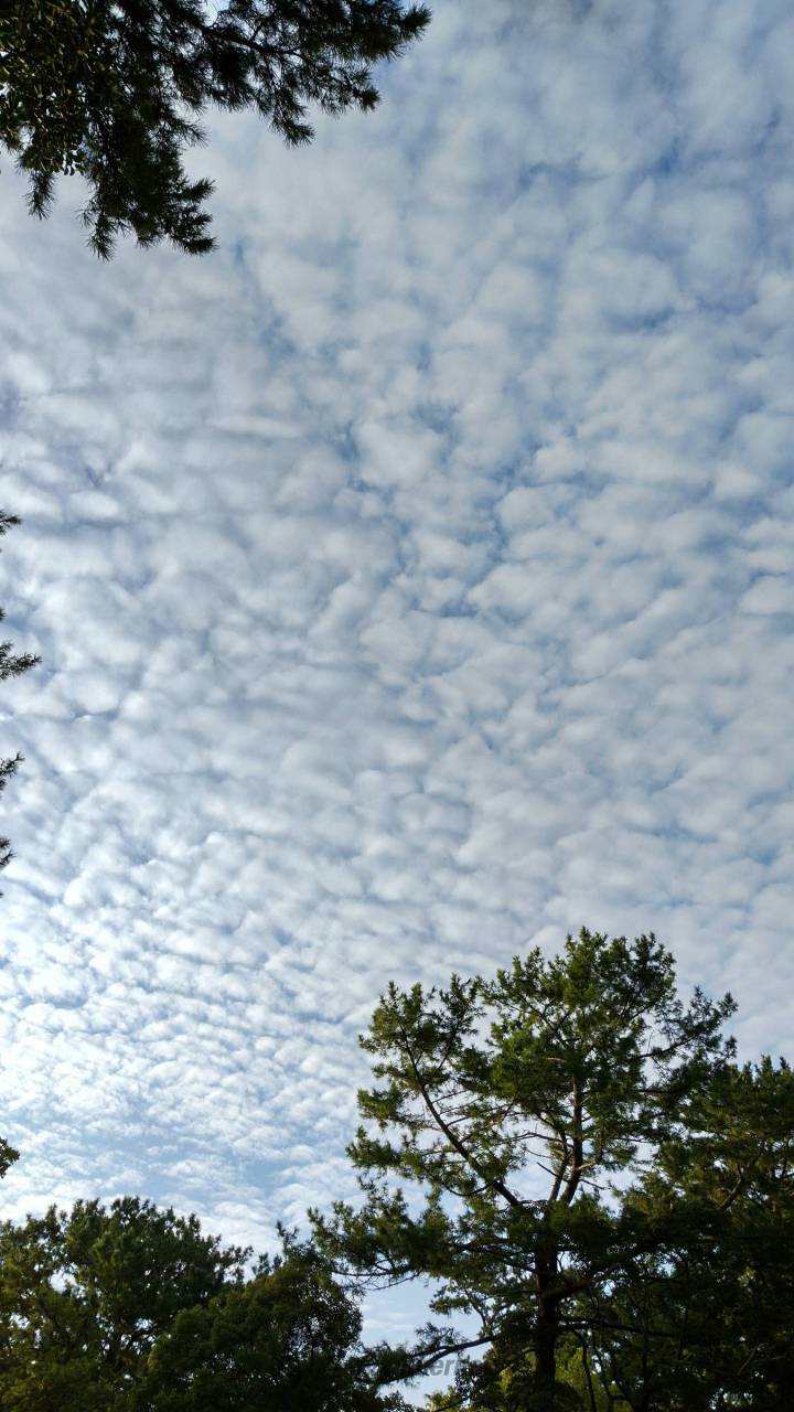 羊雲コレクション 注目の空の写真 ウェザーニュース
