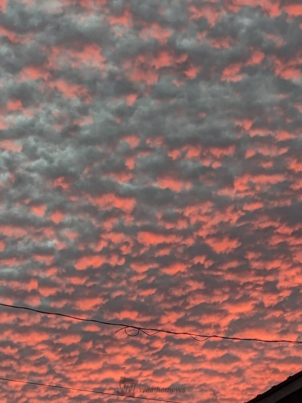 茜色に染まるうろこ雲 注目の空の写真 ウェザーニュース