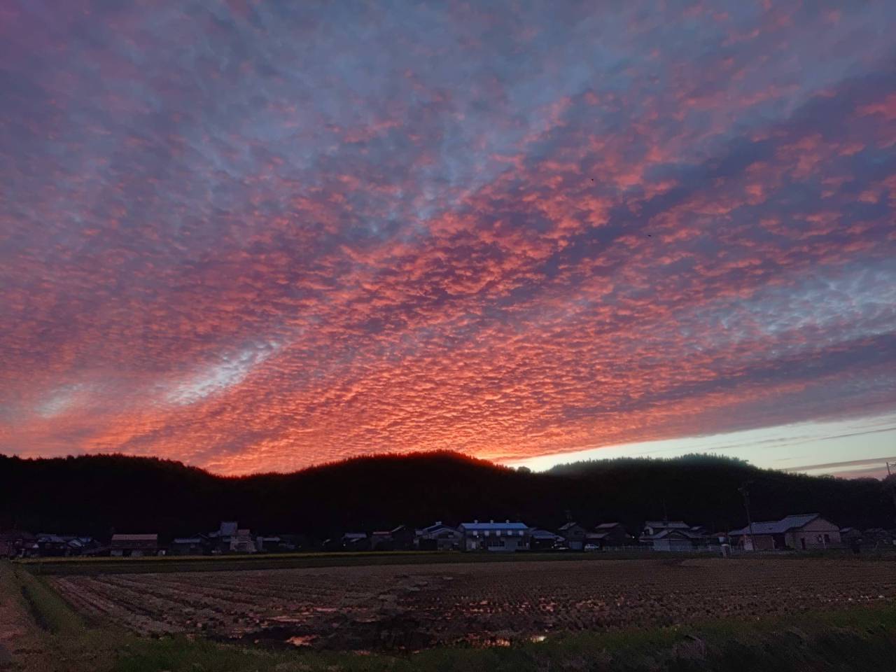 茜色に染まるうろこ雲 注目の空の写真 ウェザーニュース