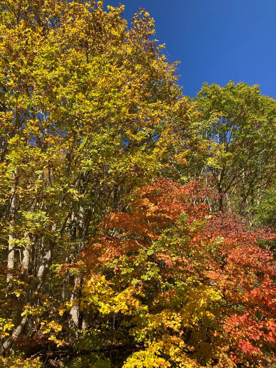 天元台高原の紅葉情報 22 ウェザーニュース