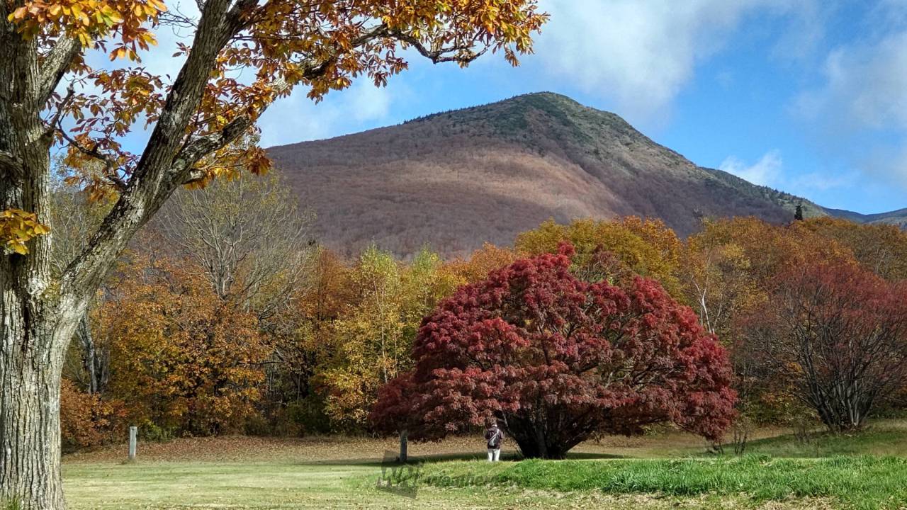 山形蔵王 中腹付近 の紅葉情報 22 ウェザーニュース