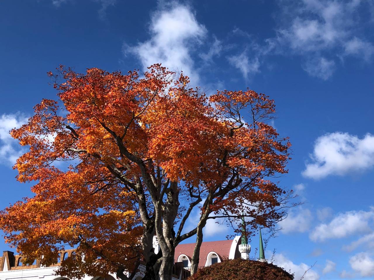 蒜山大山スカイラインの紅葉情報 22 ウェザーニュース