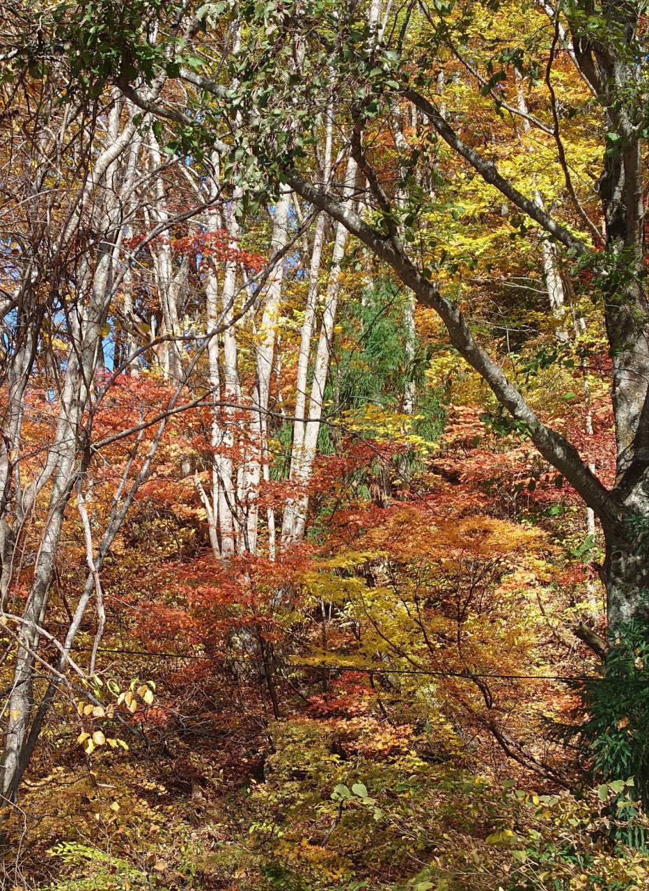 天元台高原の紅葉情報 22 ウェザーニュース