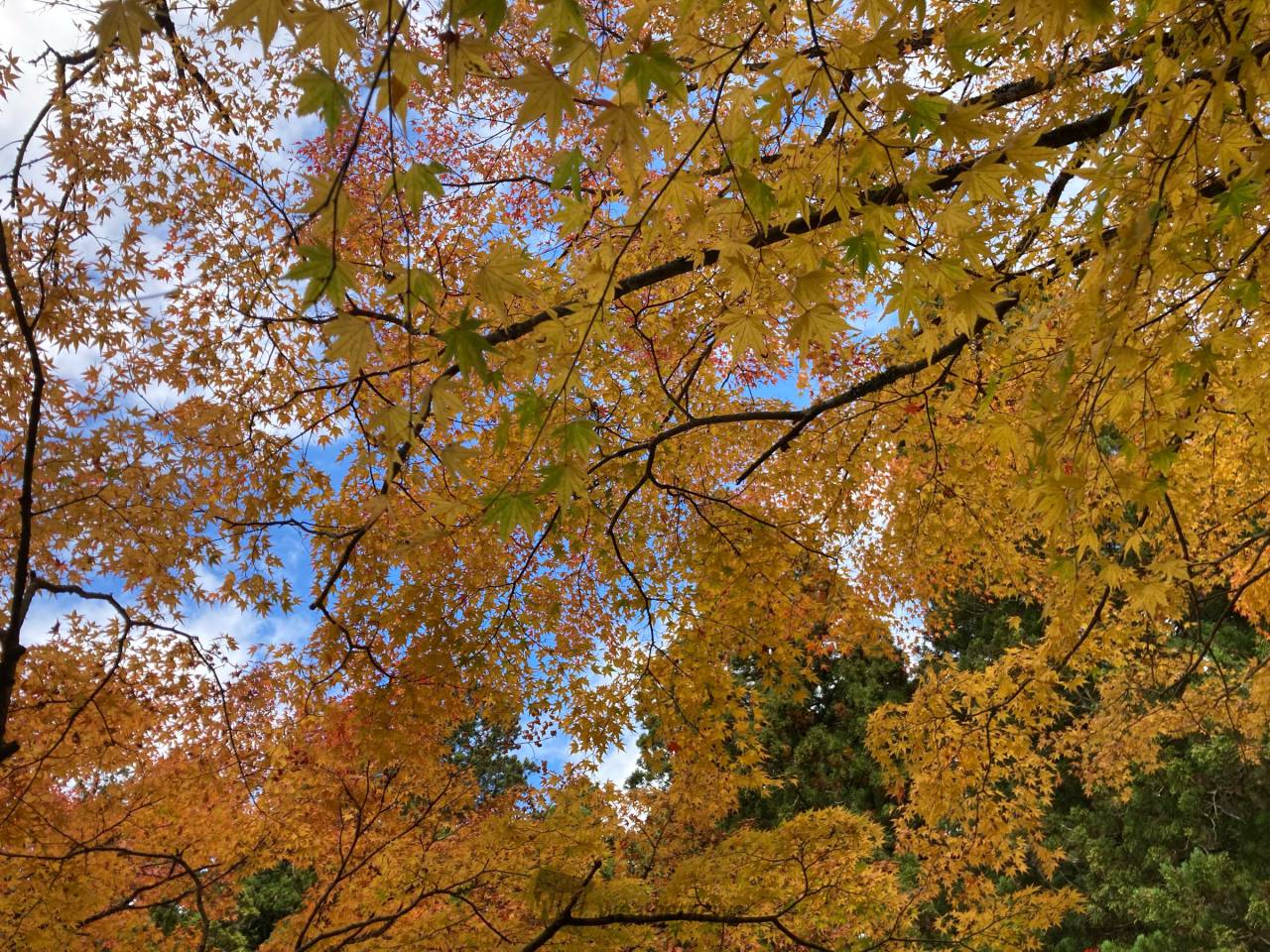 花園渓谷の紅葉情報 22 ウェザーニュース