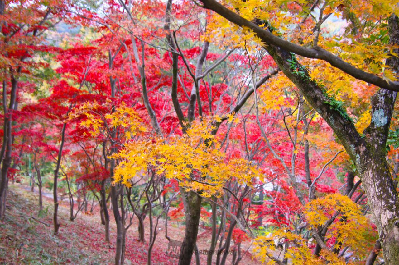 織姫 公園 もみじ 谷