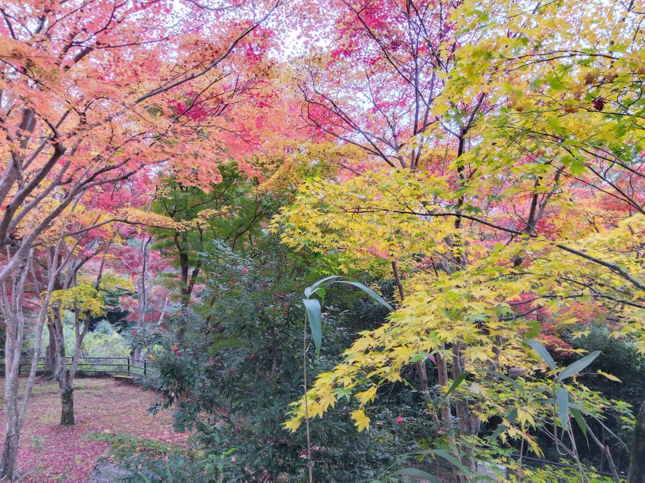 京都府立笠置山自然公園の紅葉情報 22 ウェザーニュース