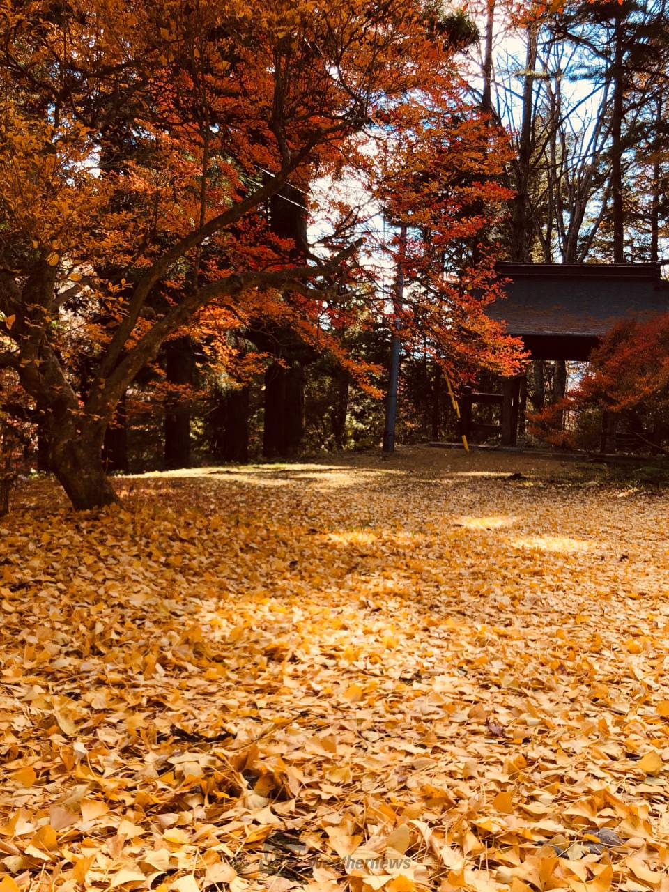 美しい秋色の絨毯 注目の空の写真 ウェザーニュース