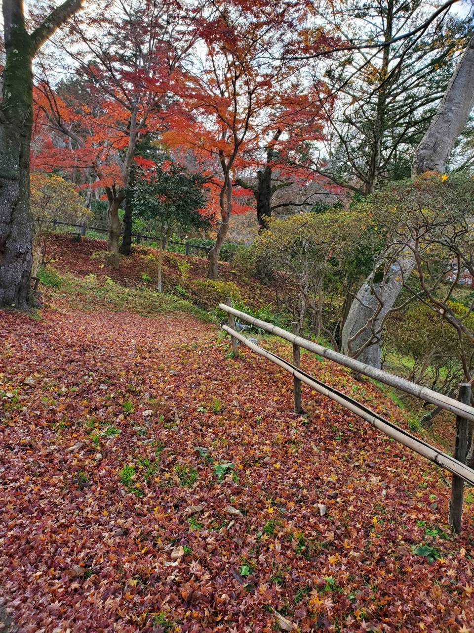 落ち葉の絨毯 注目の空の写真 ウェザーニュース