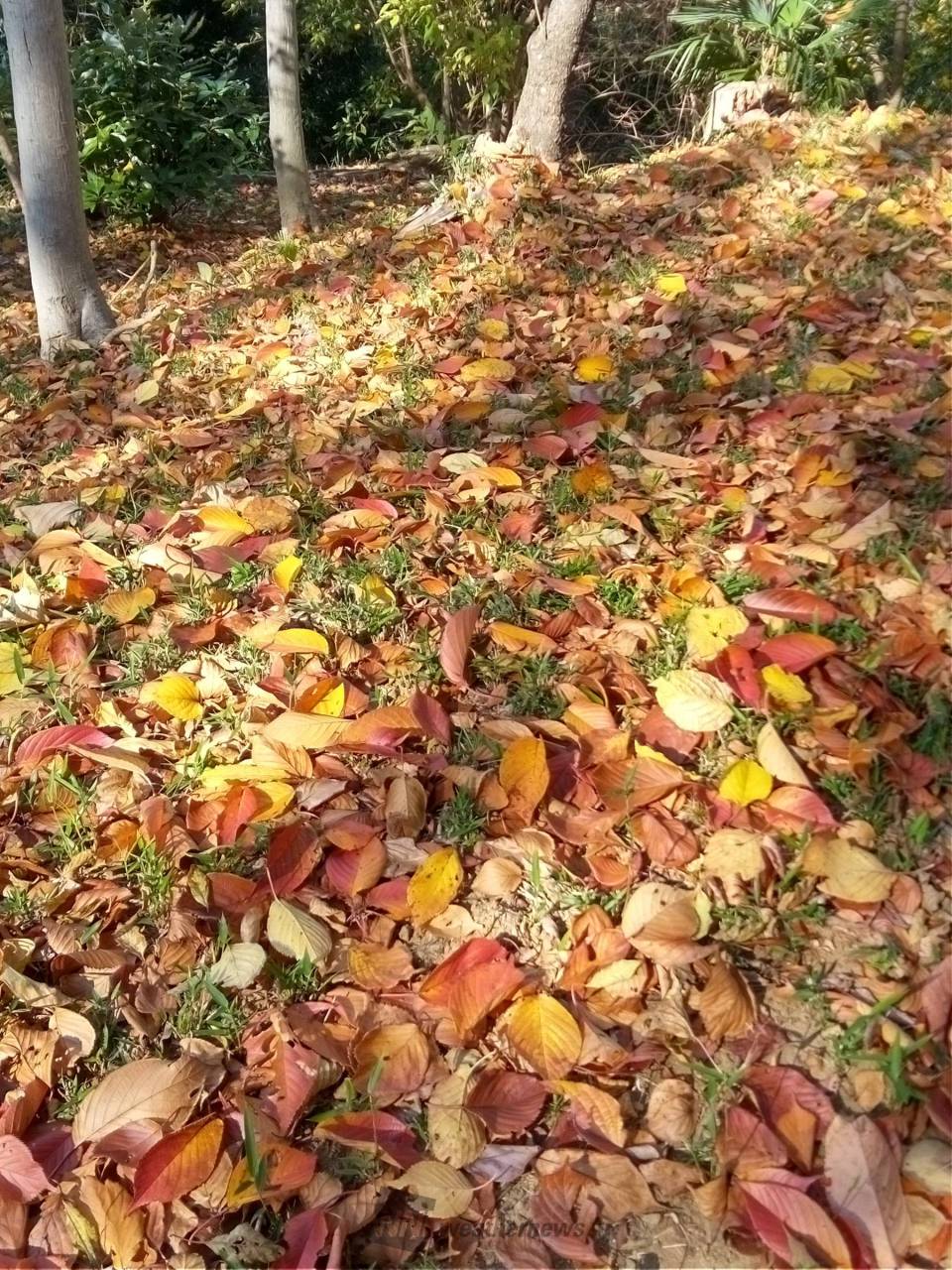 落ち葉の絨毯 注目の空の写真 ウェザーニュース