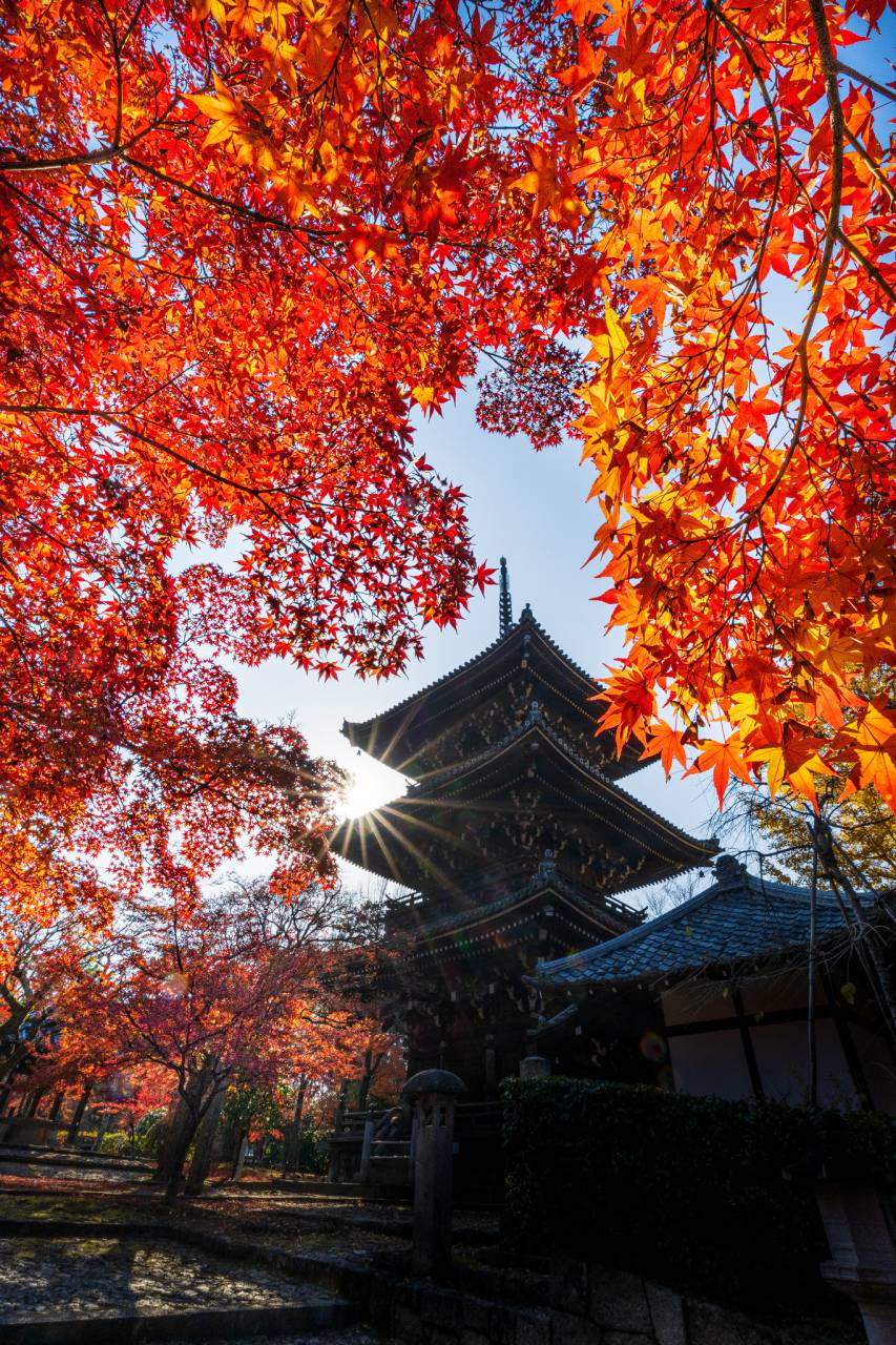 真如堂の花の木の紅葉は真っ盛り #深見東州 - 美術品