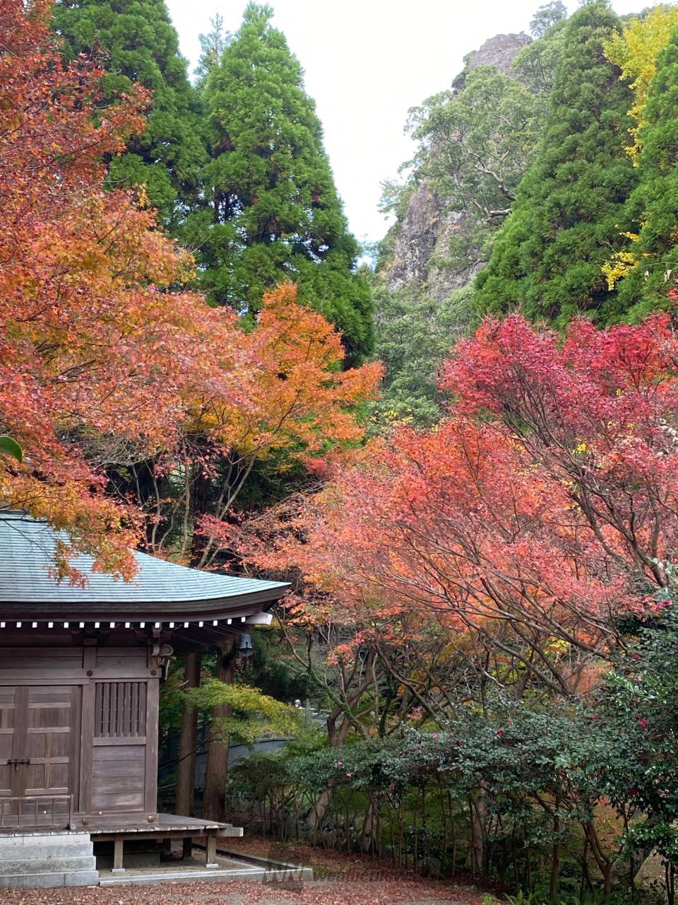 冠岳の紅葉情報 22 ウェザーニュース