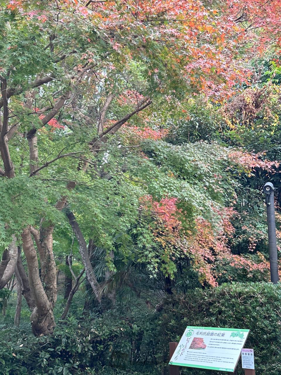 毛利氏庭園の紅葉情報 22 ウェザーニュース