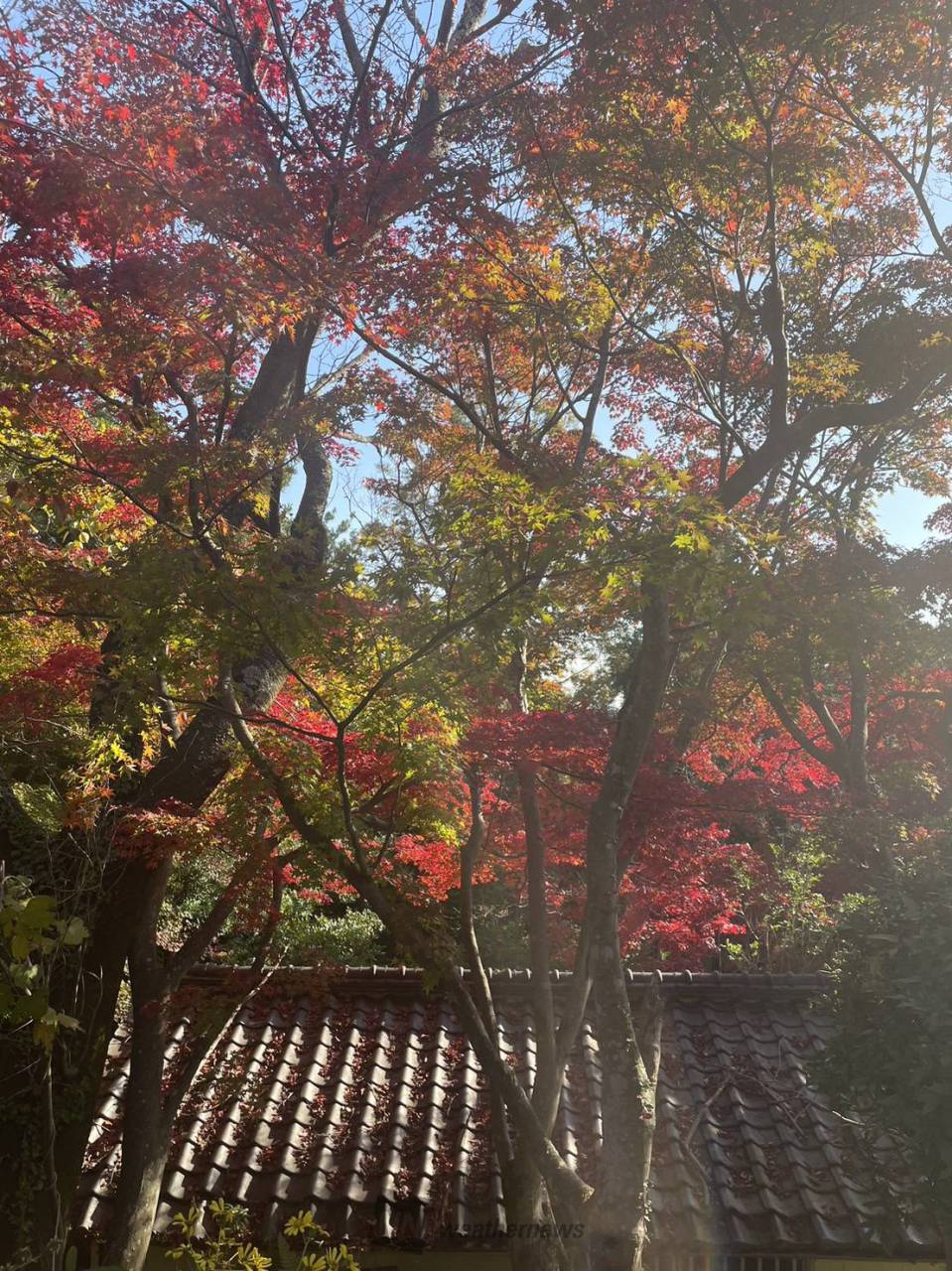 功山寺の紅葉情報 22 ウェザーニュース