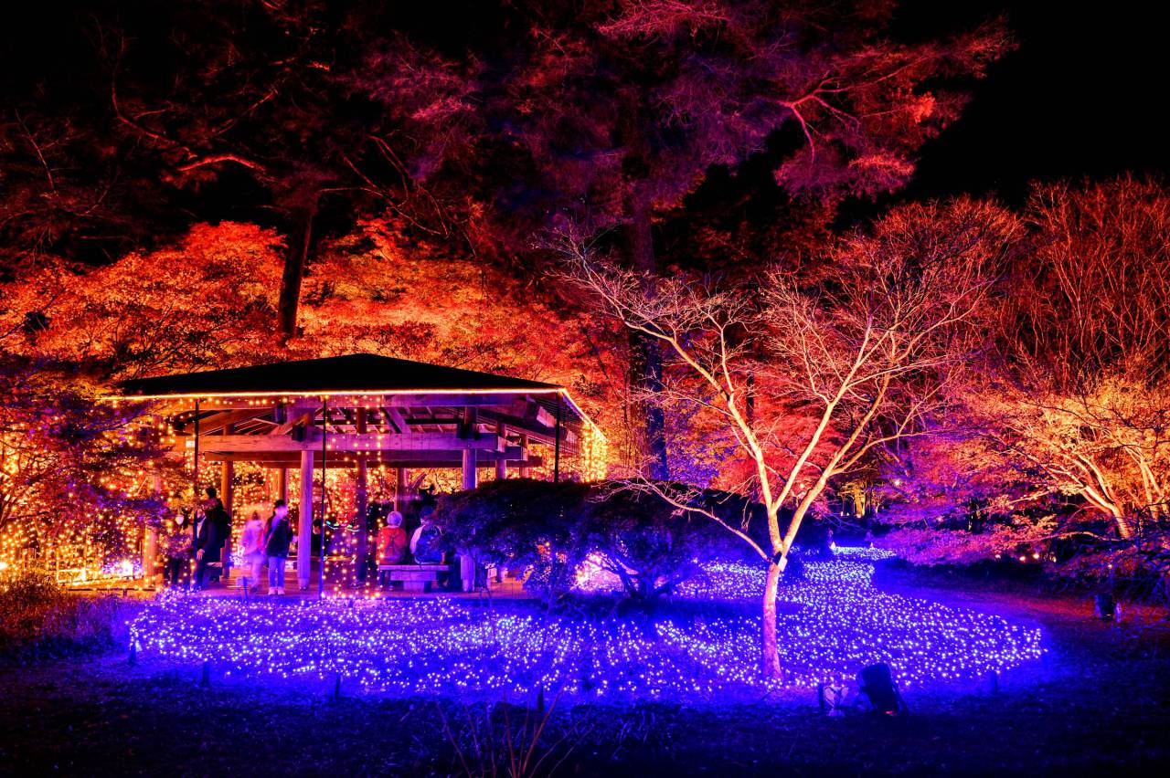 国営武蔵丘陵森林公園の紅葉情報 22 ウェザーニュース