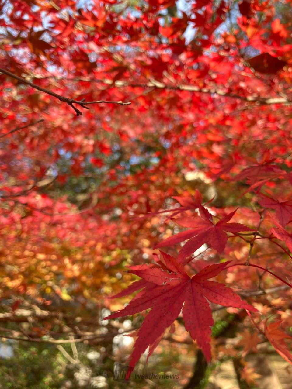 秋月城跡の紅葉情報 22 ウェザーニュース