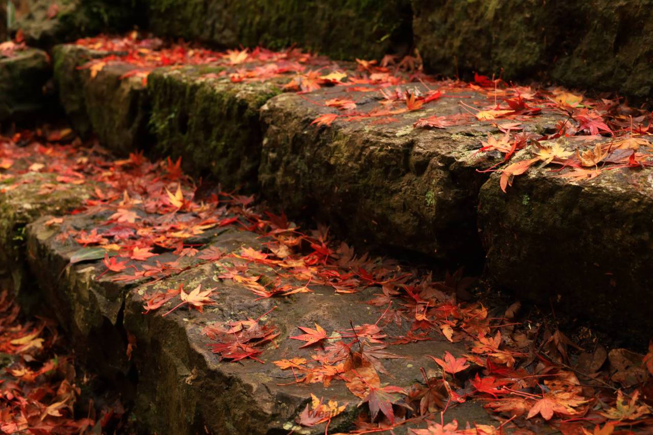 鳳来寺山の紅葉情報 22 ウェザーニュース