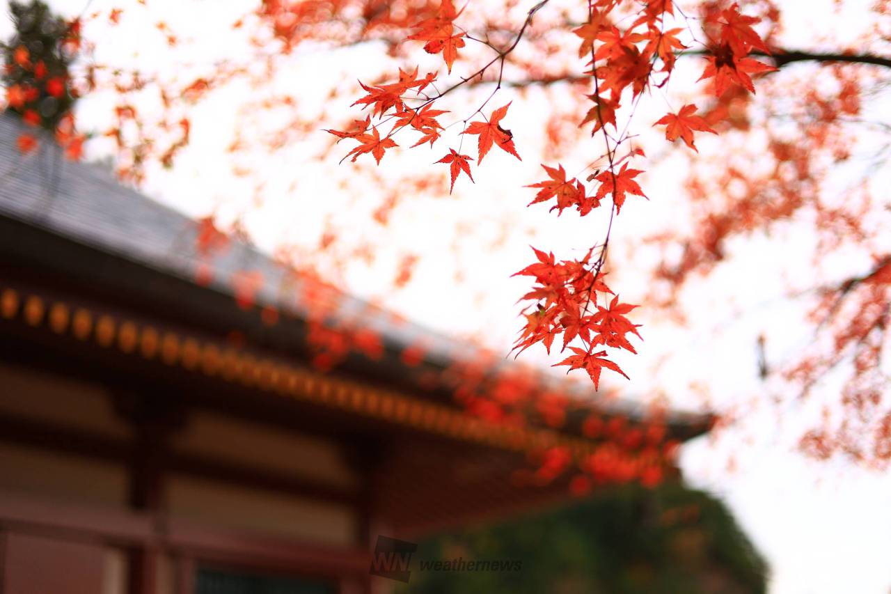 鳳来寺山の紅葉情報 22 ウェザーニュース