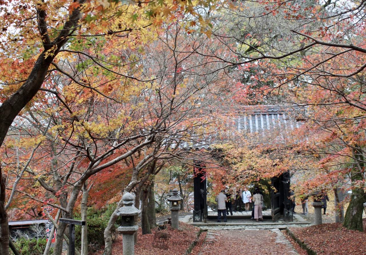 秋月城跡の紅葉情報 22 ウェザーニュース