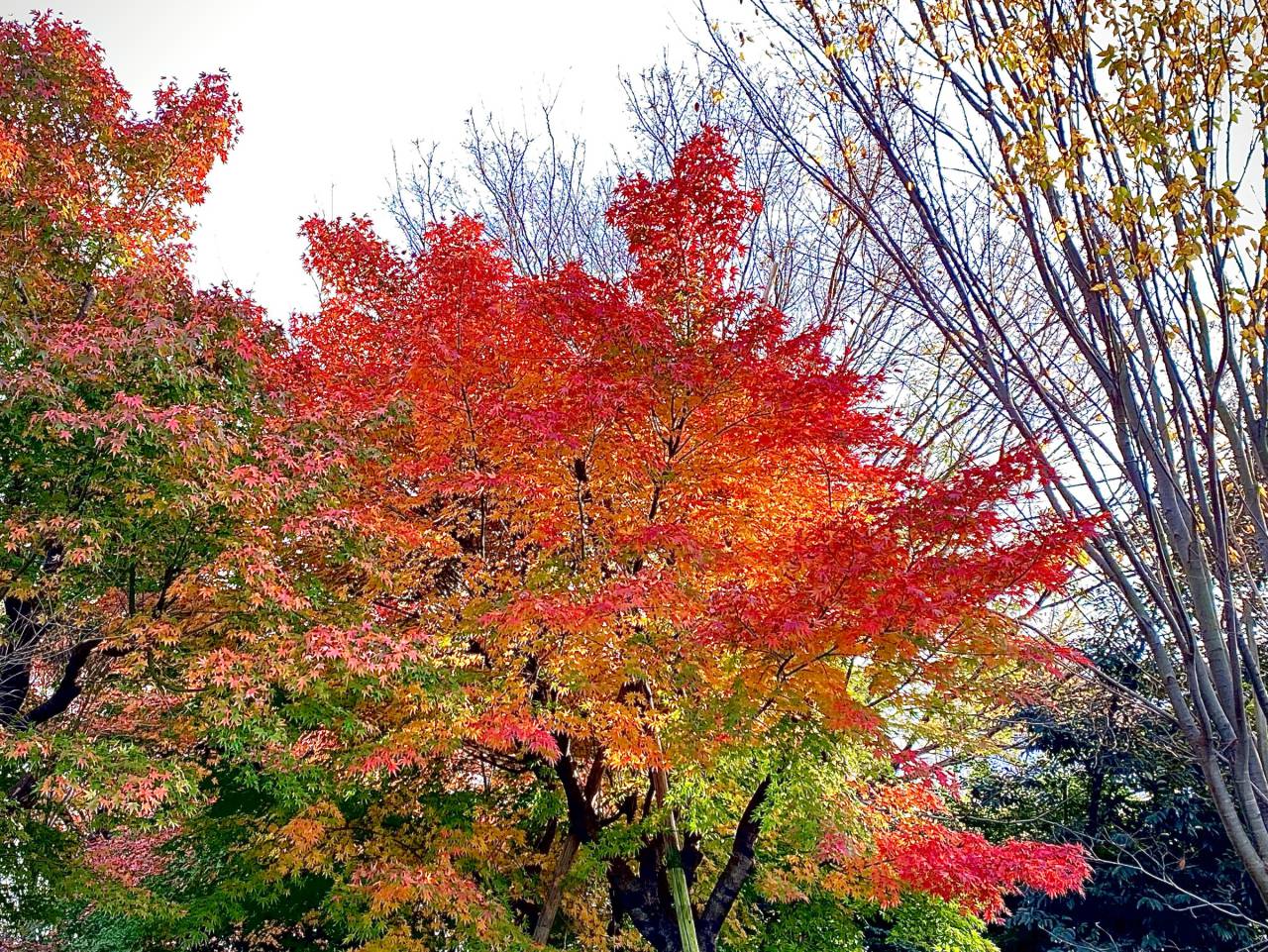 K*m様 深見東州「真如堂の花の木の紅葉は真っ盛り」大型シルクスクリーン 直筆サ K*m様 深見東州「真如堂の花の木の紅葉は真っ盛り」大型