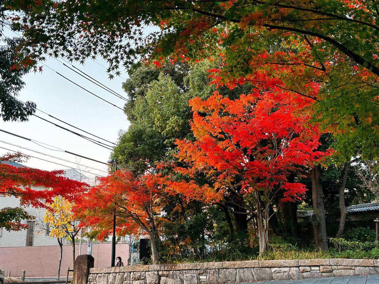 徳川園の紅葉情報 22 ウェザーニュース